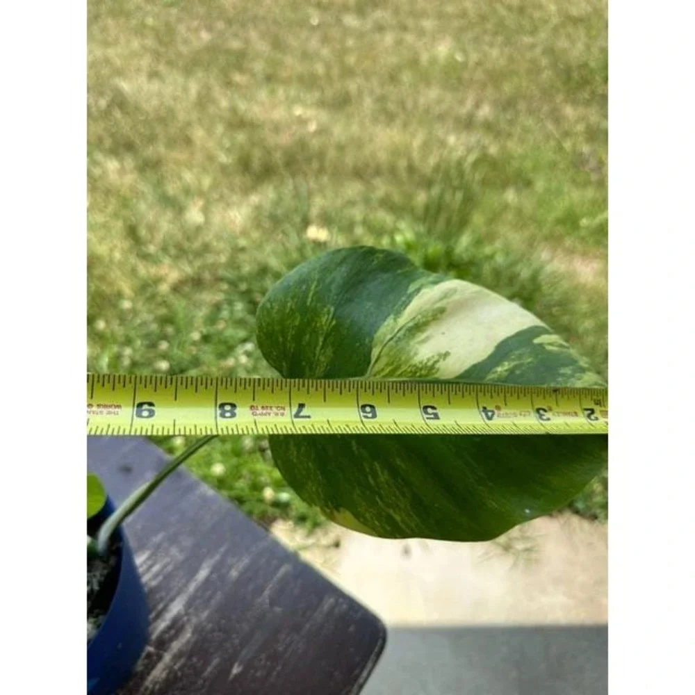 Monstera Aurea Variegated – Exact Live Rooted Plant - US Seller - A4